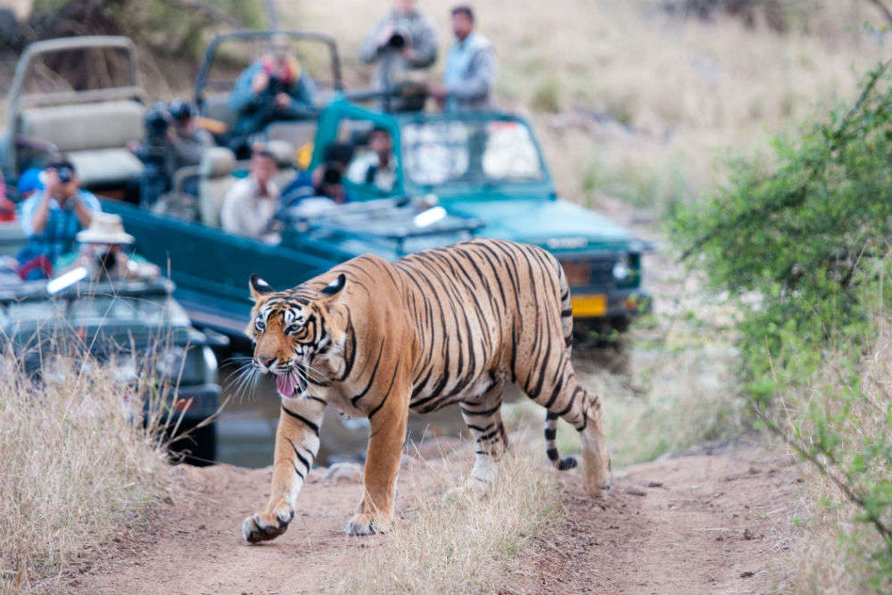 Ranthambore National Park |National Park in Rajasthan | Times of India ...