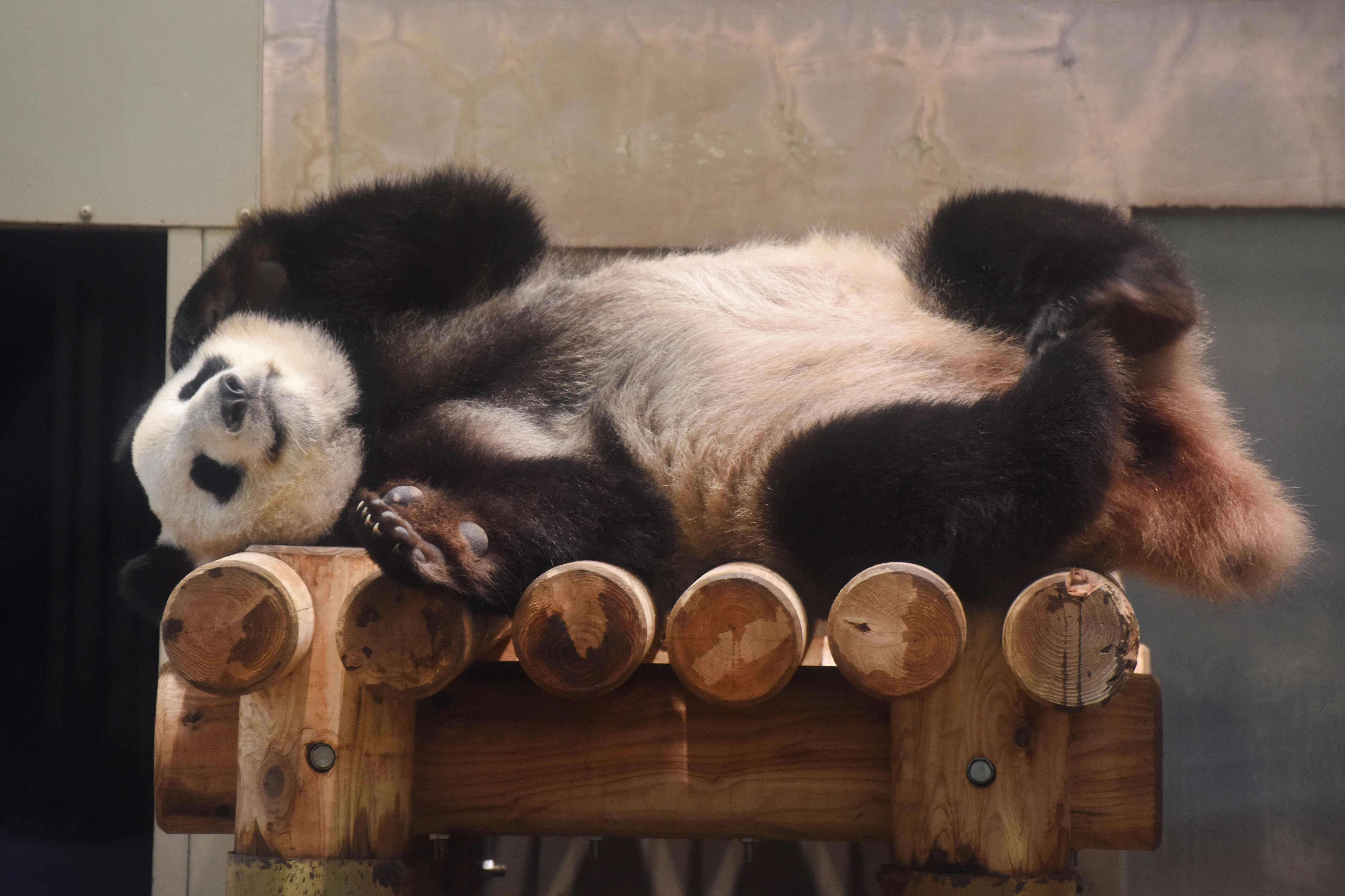 Giant panda born in Tokyo zoo, survival uncertain