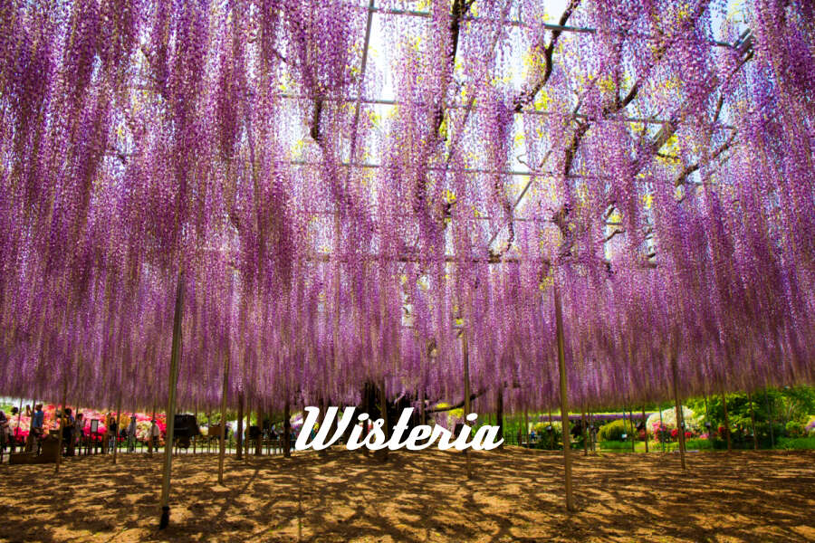 Wisteria
