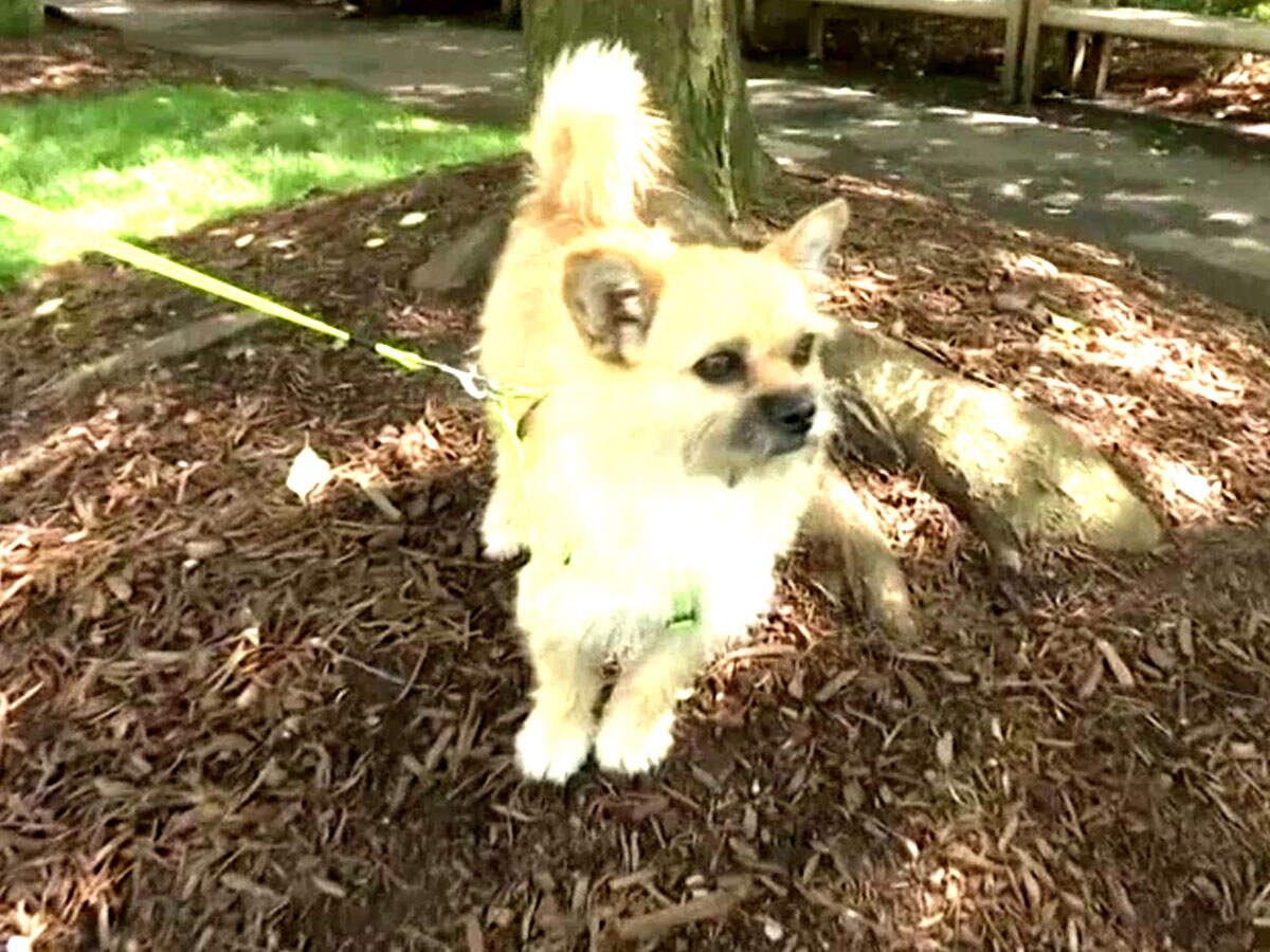 Scruffy little dog named Gobi scores book, movie deals