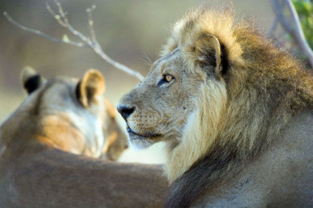lion safari vasona silvassa