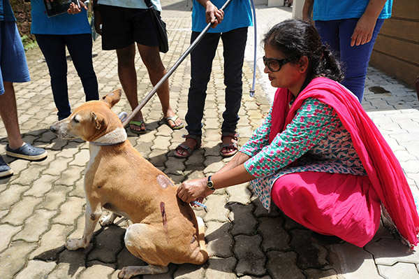 Vaccination drive for stray dogs