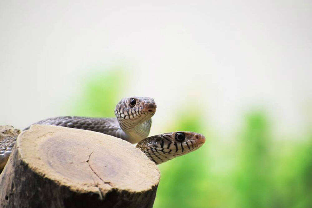 Allen Forest Zoo