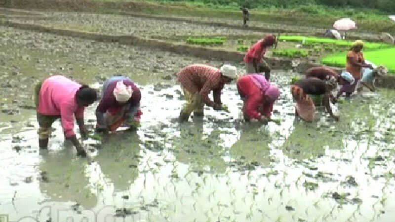 Onset of monsoon paves way for rice cultivation in northeast region