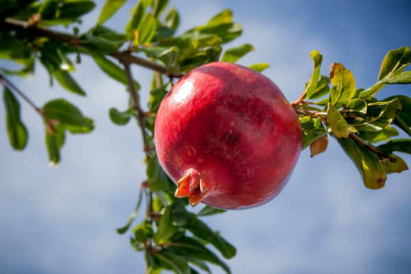 health benefits of eating pomegranate