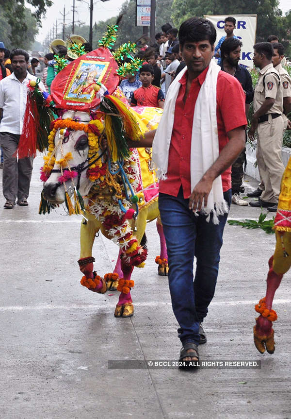 Pola festival celebrated with fervour