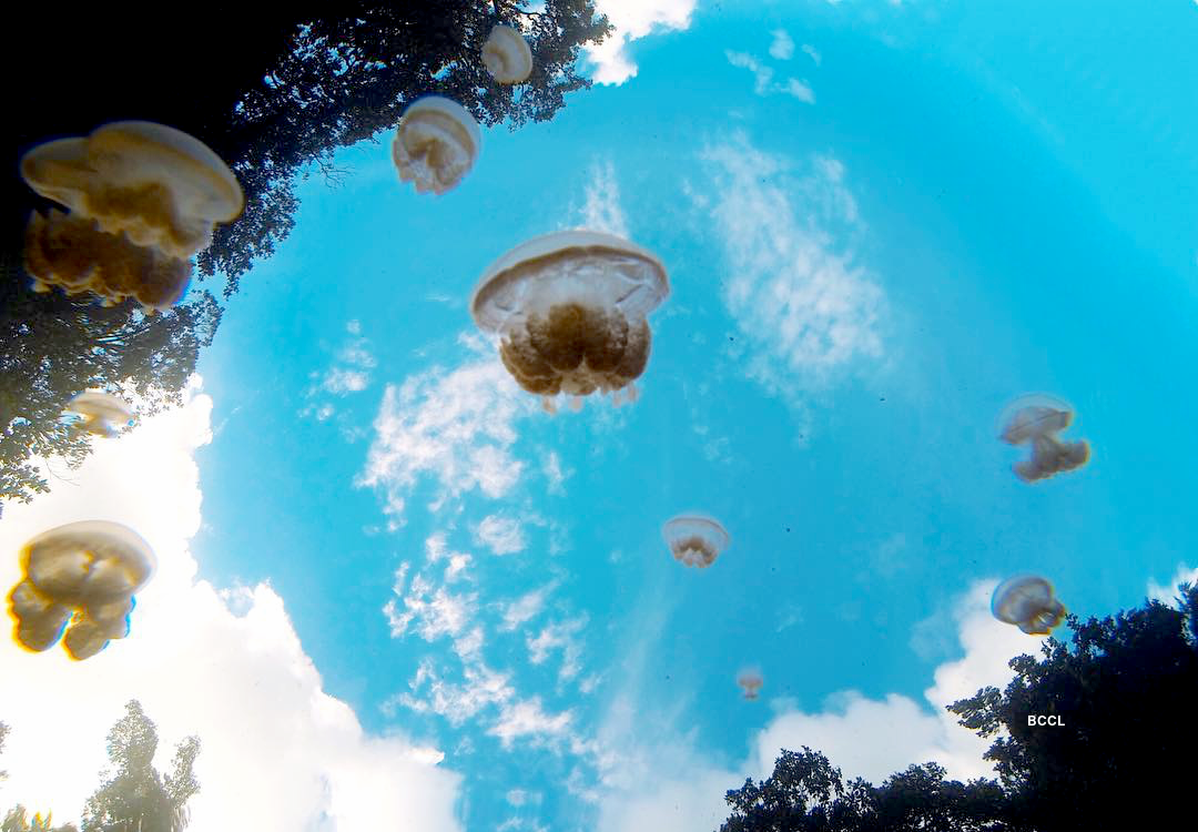 A swim with jellyfishes