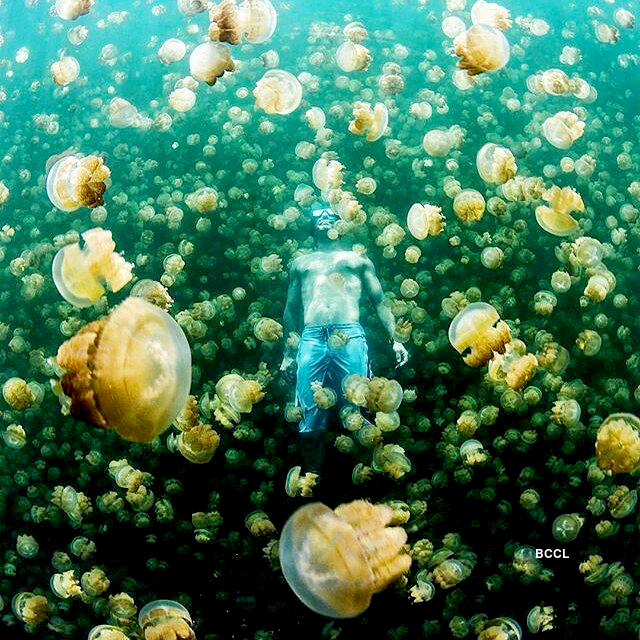 Озеро медуз в палау фото A swim with jellyfishes Photogallery - ETimes