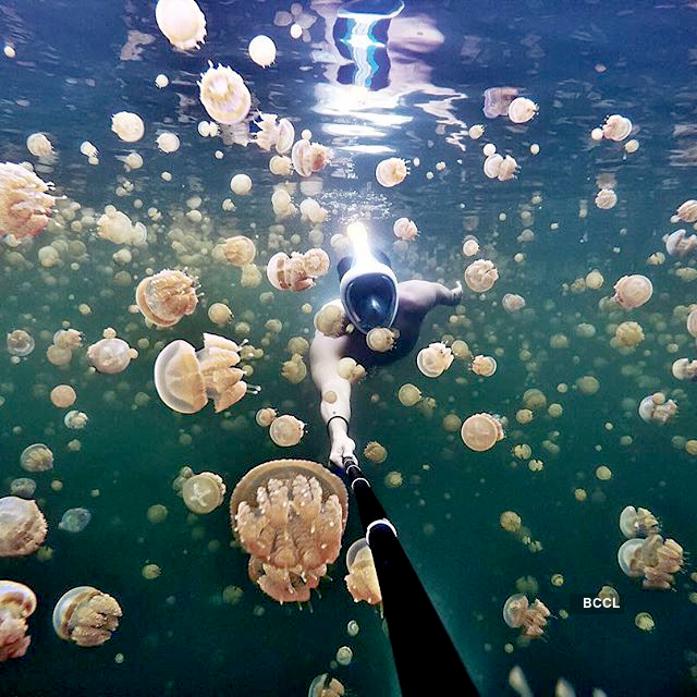 A swim with jellyfishes