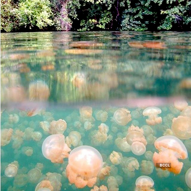 A swim with jellyfishes