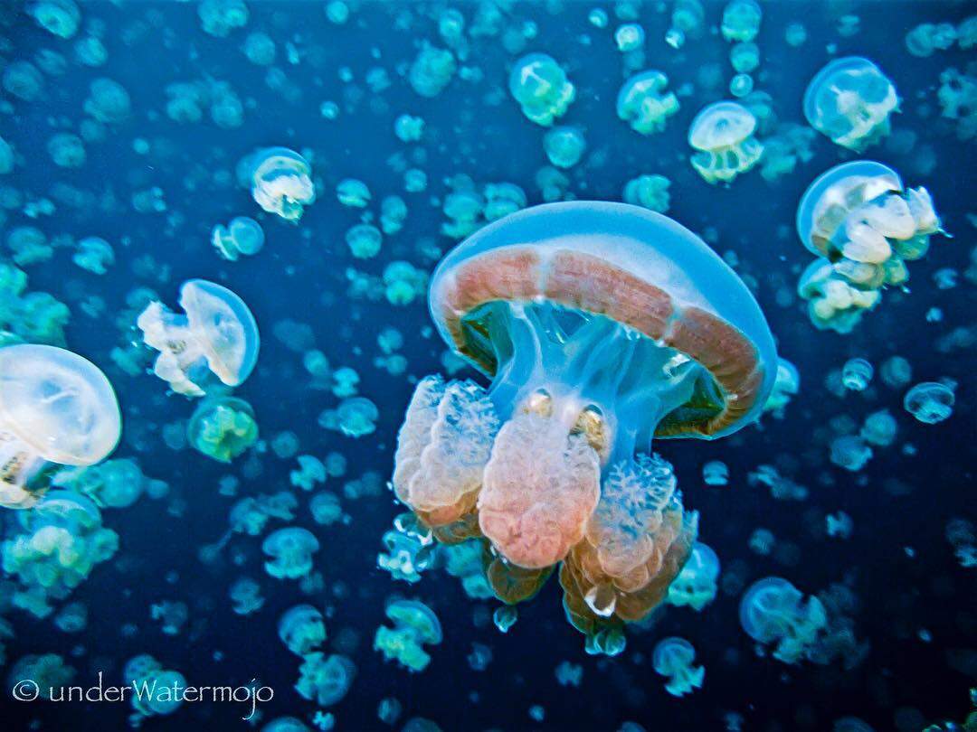 Surreal swim with millions of jellyfish