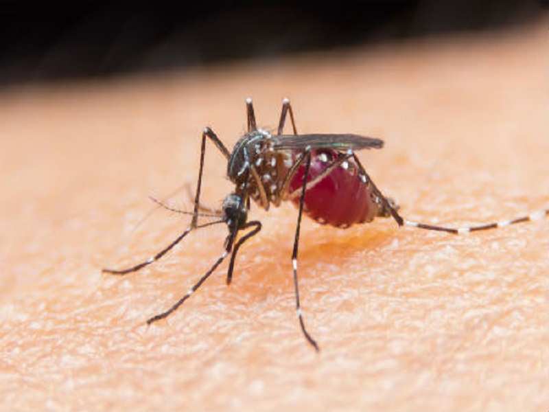 5 Reasons Mosquitoes Bite You More Than Others The Times Of India 