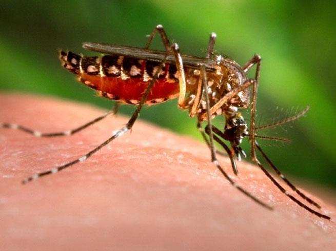 dengue fever: causes, symptoms &amp; prevention
