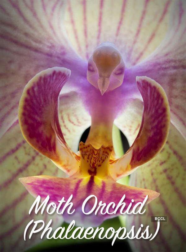 The flowers of illusion