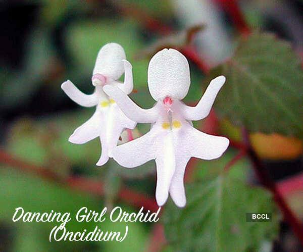 The flowers of illusion