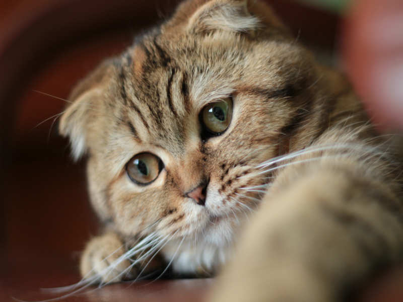 8 Most Popular Cat Breeds in India