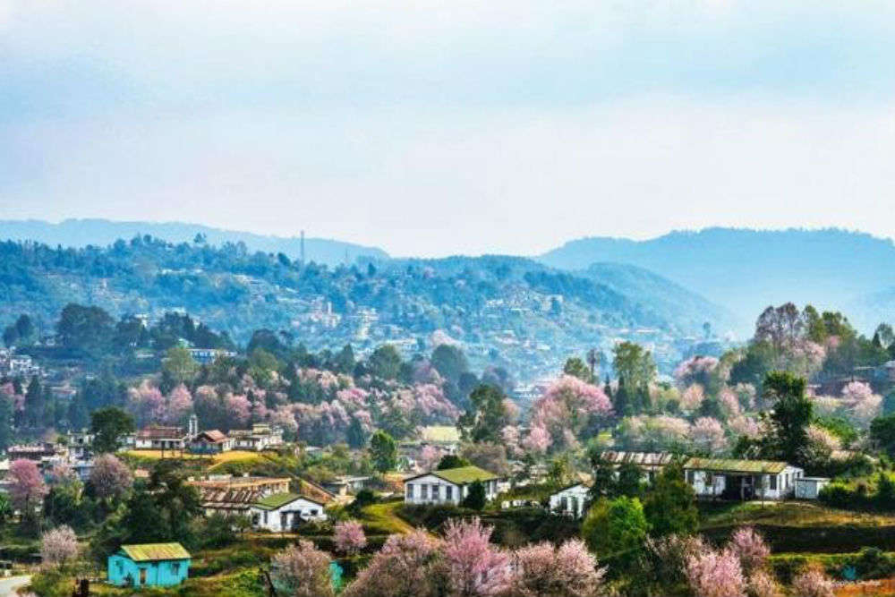 Cherry Blossom Festival In Shillong Shillong Tourist Places Times Of India Travel