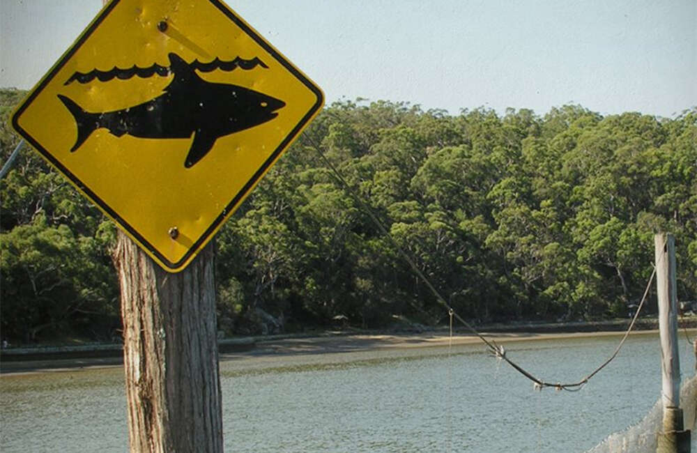 A still from The Shallows