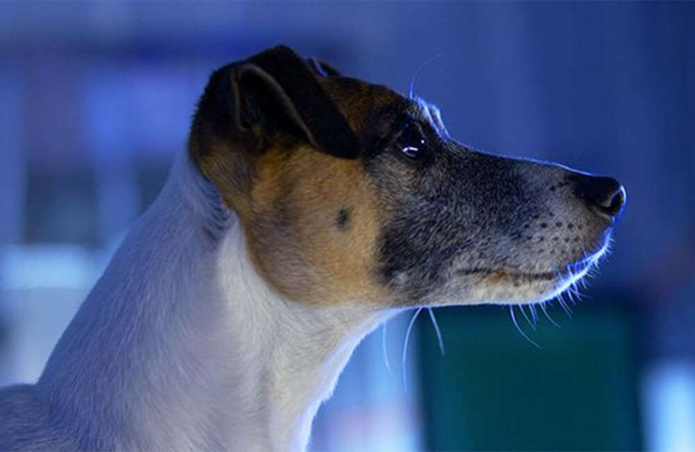 A still from Archie