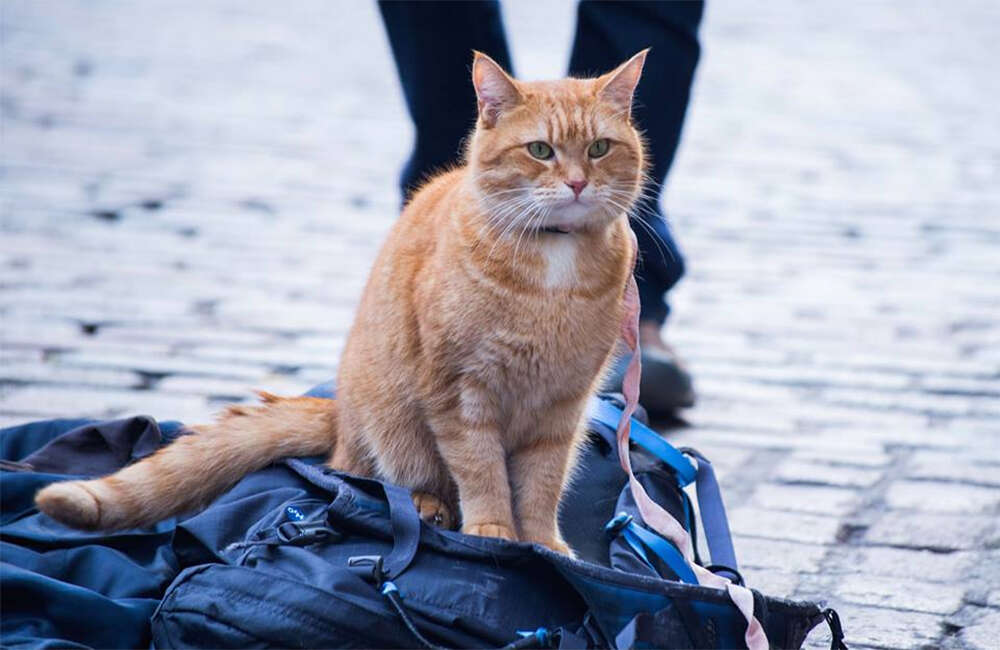 A still from A Street Cat Named Bob
