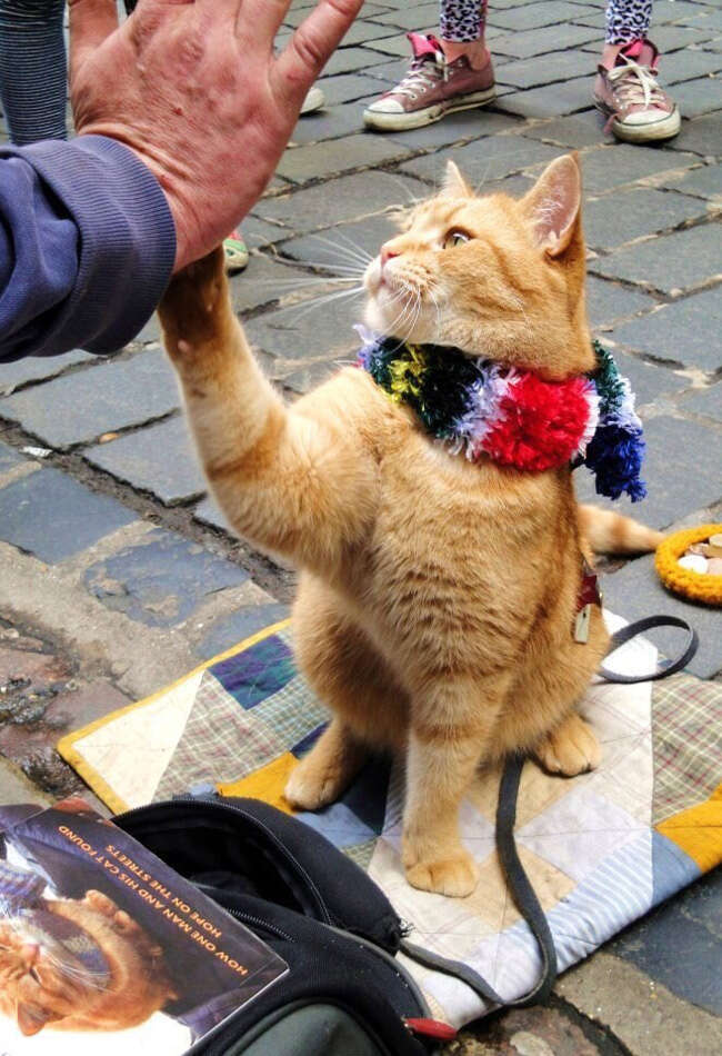 A still from A Street Cat Named Bob