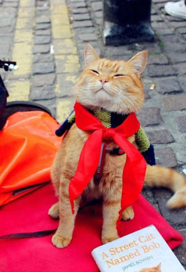 A still from A Street Cat Named Bob