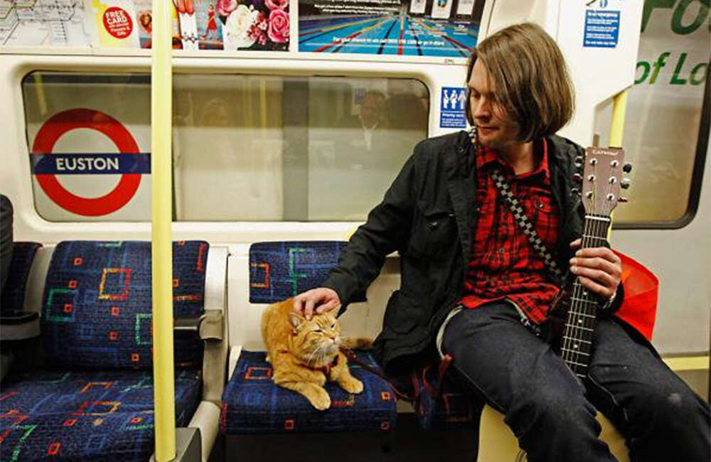 A still from A Street Cat Named Bob