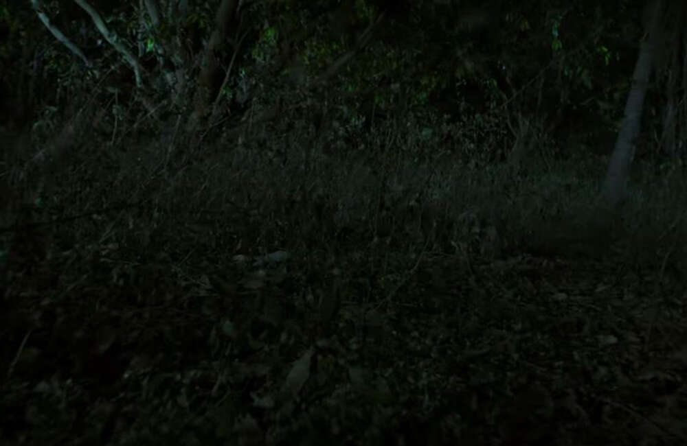 A still from The Last Tale Of Kayenaat