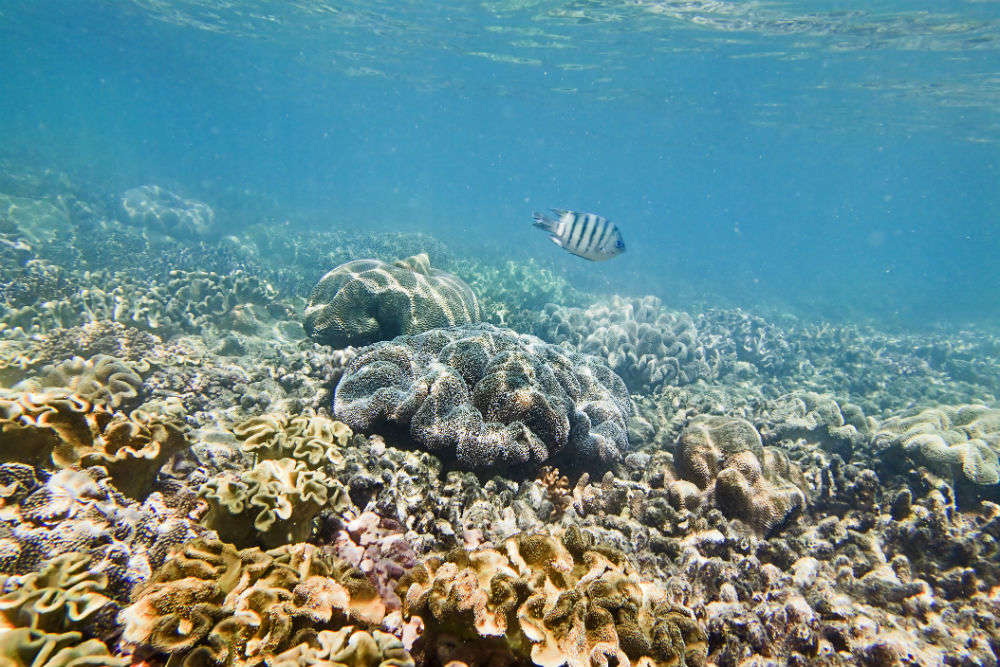 Great Barrier Reef Australia soon to get a smart patrol vessel with ...