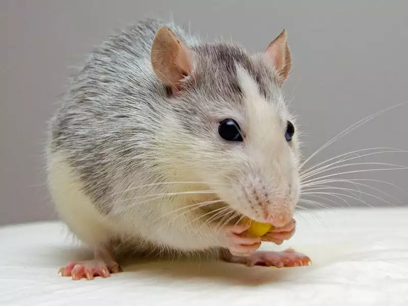 14 Ways To Kill Rats Naturally 