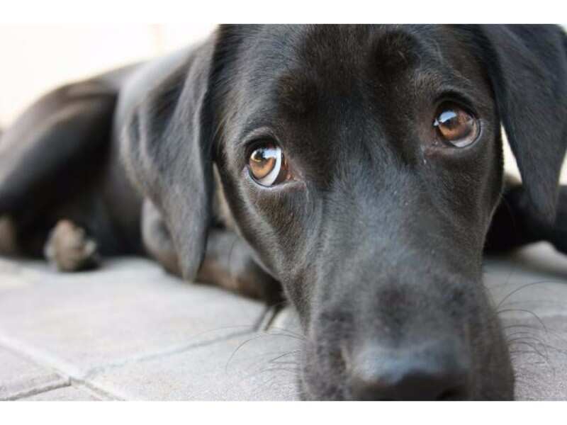 If you wanted to bring your dog to work but one of your team members was allergic to dogs what would you do?