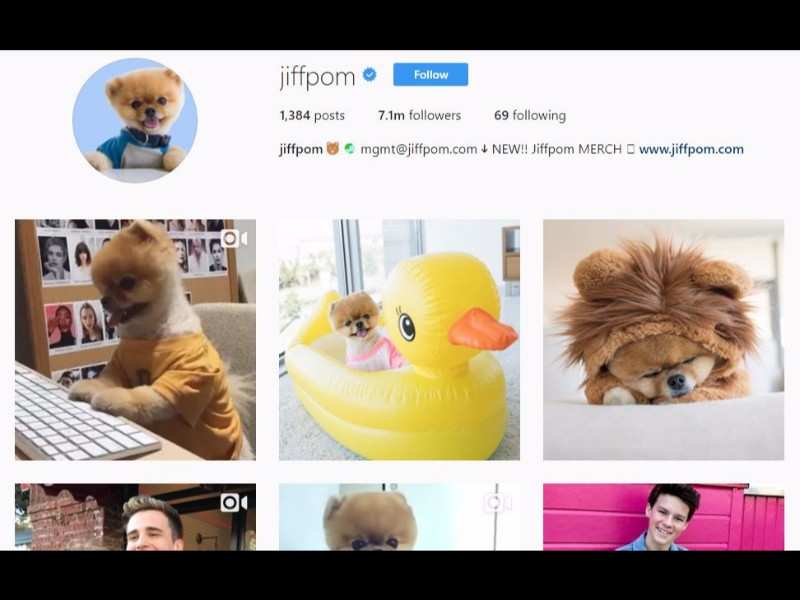 most followed pets in the world on instagram in 2017 - instagram in 2017 top hashtags most followed celebrities most