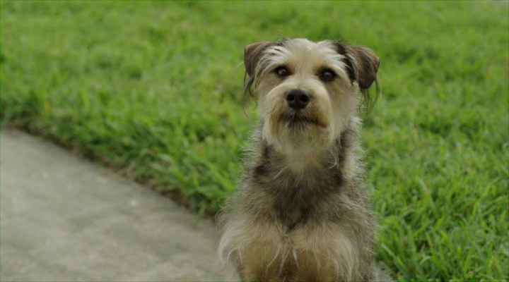 A still from Robo - Dog