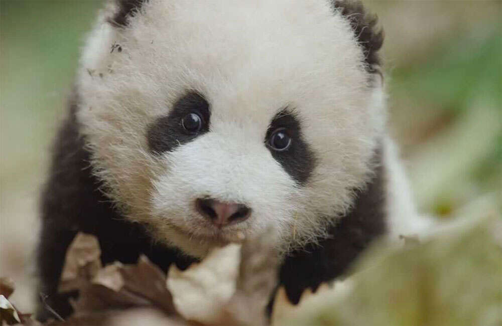 A still from Born In China