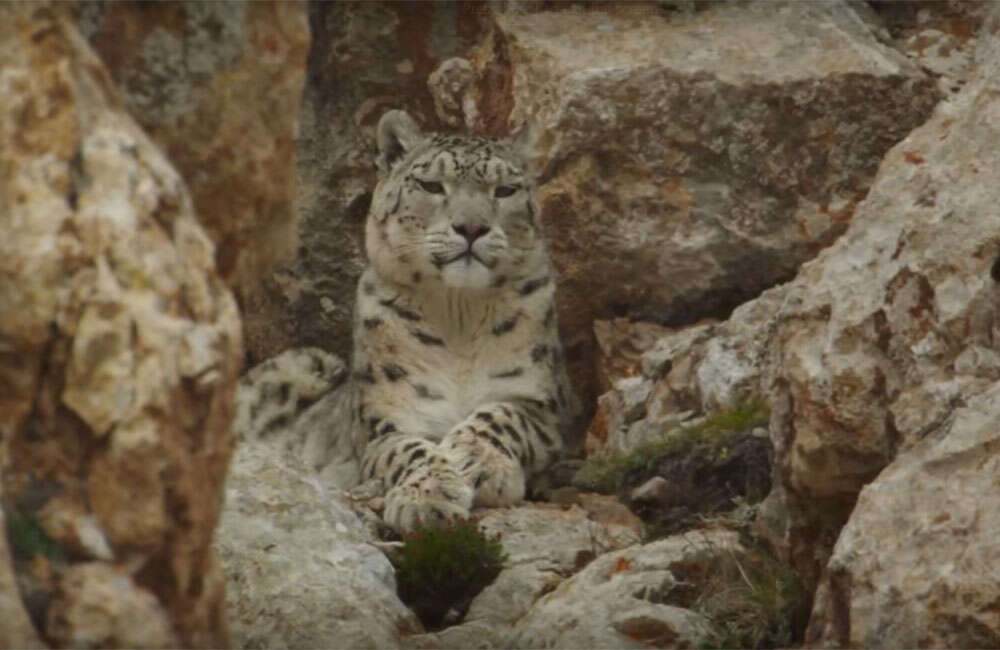 A still from Born In China