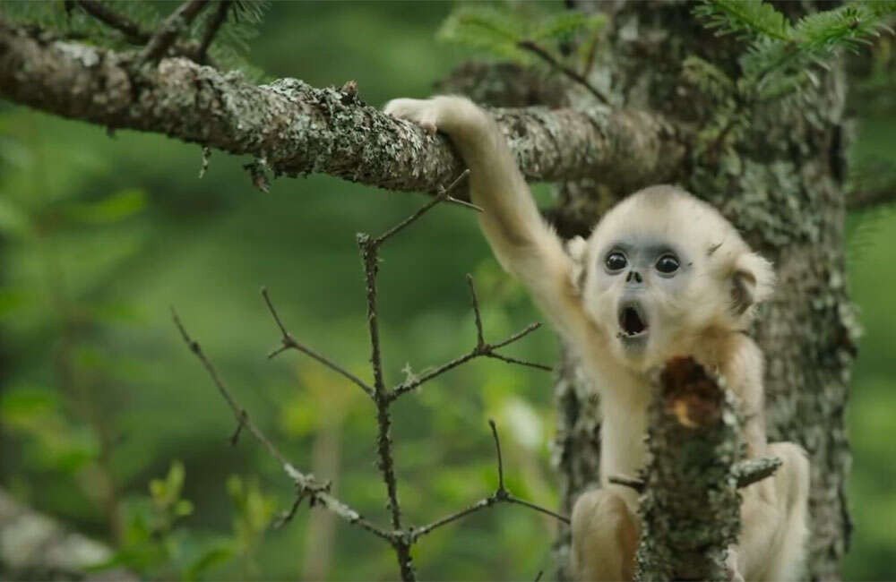 A still from Born In China