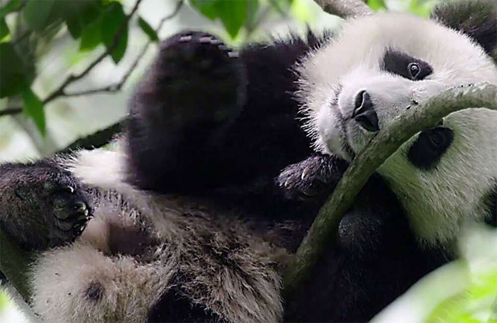 A still from Born In China