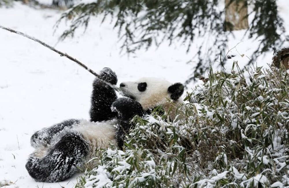 A still from Born In China
