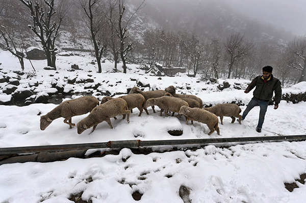 North India experiences cold wave as J&K, Himachal, Uttarakhand receive snowfall