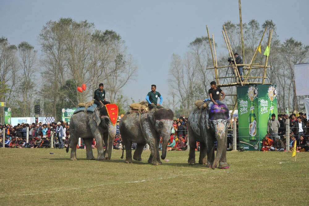 Elephant Festival begins in Nepal’s Chitwan district; incredible