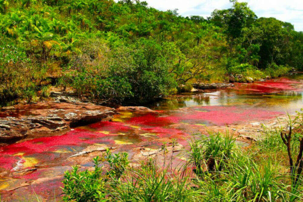 Rainbow River in Colombia might be your ideal holiday destination for