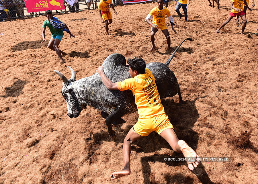Madurai celebrates bull-taming festival Jallikattu