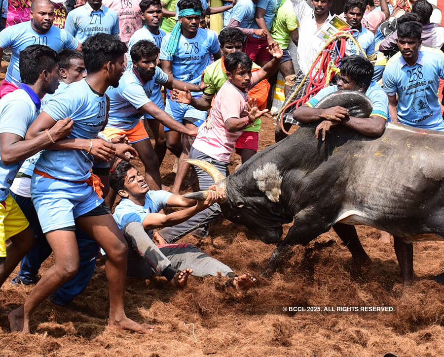 Jallikattu