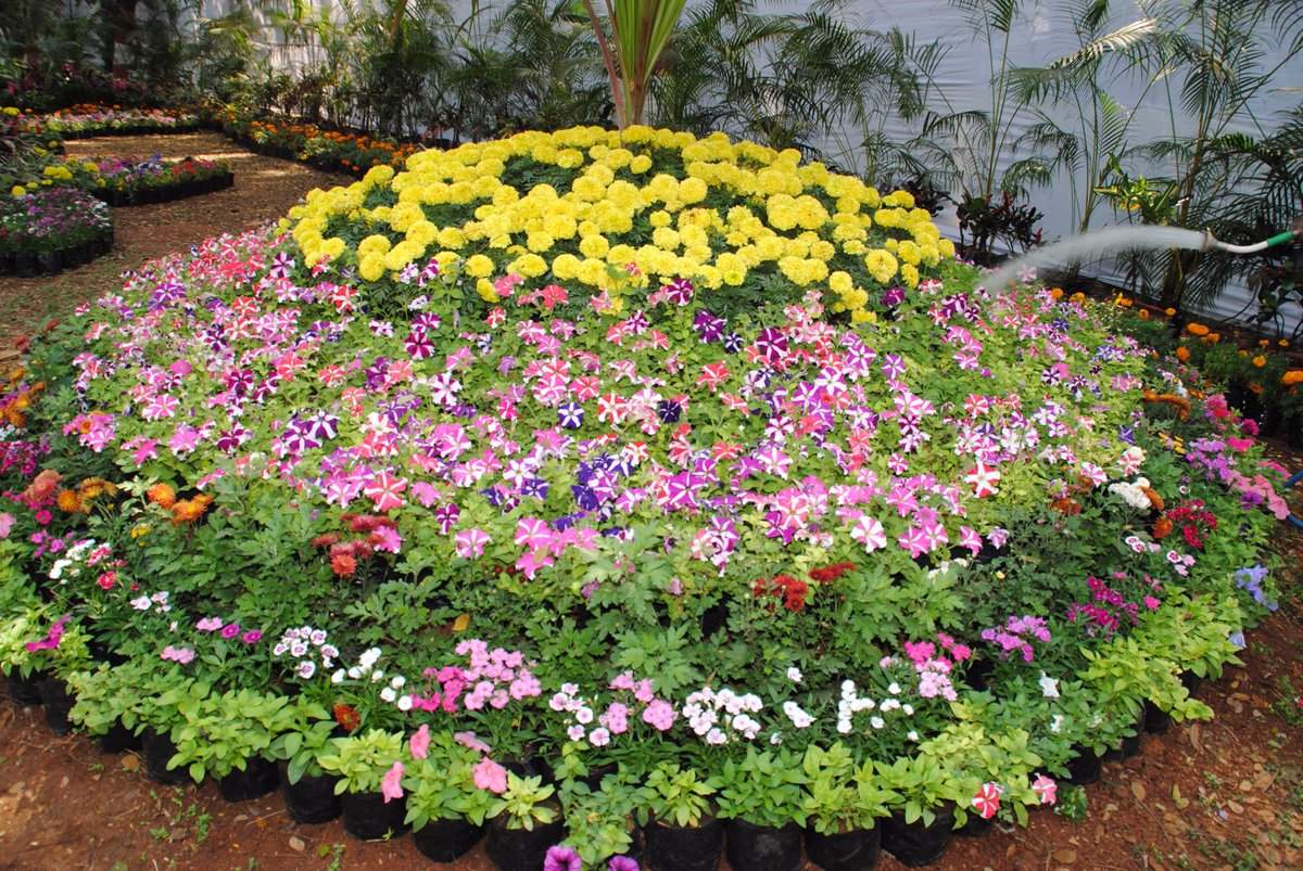 maharashtra: 18th edition of flower exhibition held at empress