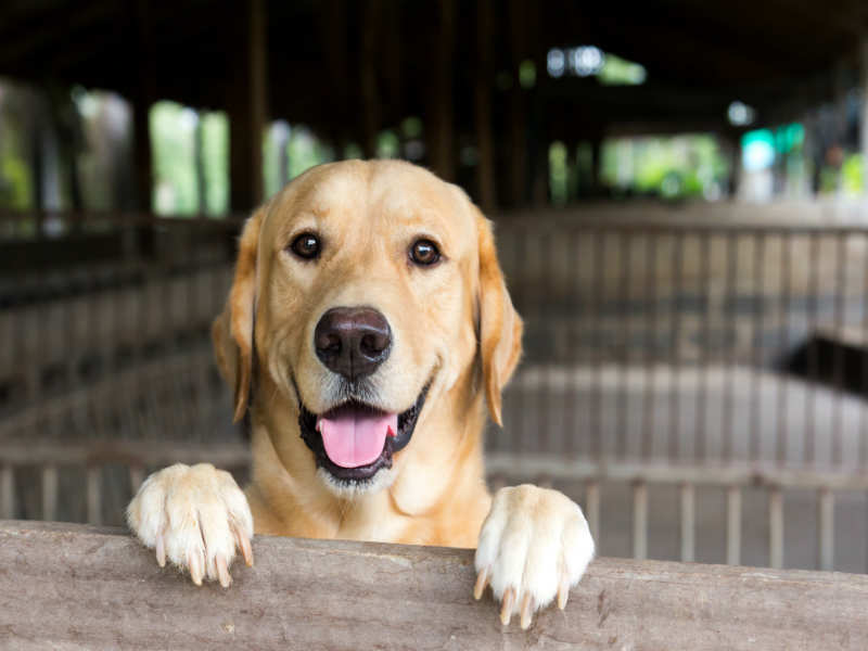 5 life lessons that my pet dog taught me | The Times of India