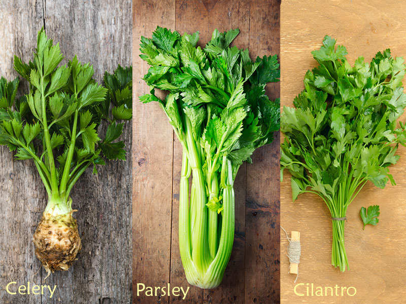 Image of Celery and Coriander