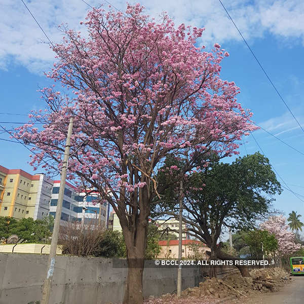 Bengaluru is in full bloom
