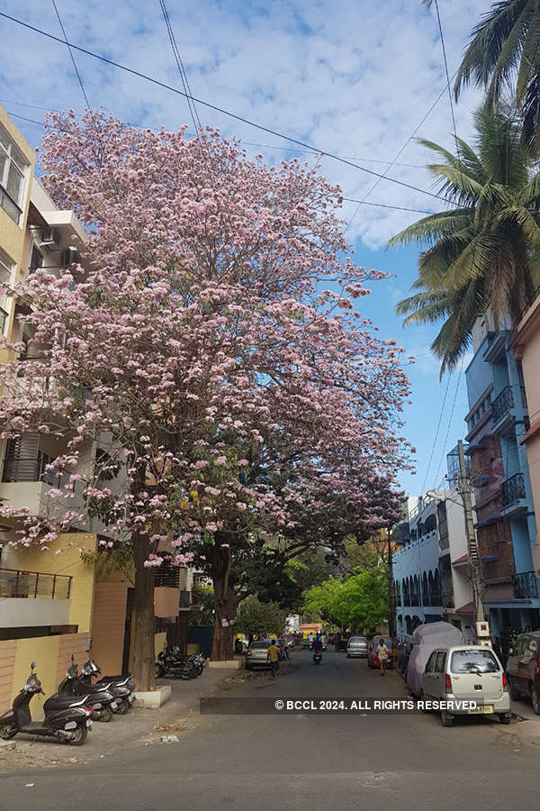 Bengaluru is in full bloom