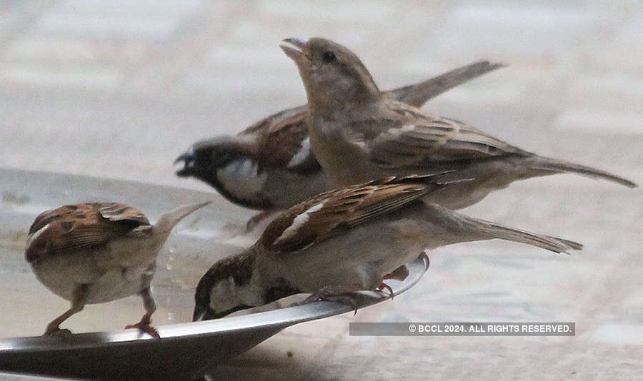 World Sparrow Day 2018: Dwindling population of sparrows sparks concern