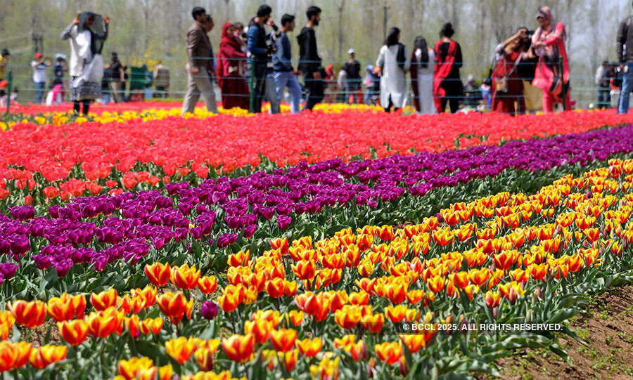 Tulip Garden